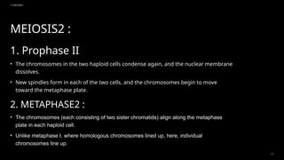 11/20/2024
17
MEIOSIS2 :
1. Prophase II
• The chromosomes in the two haploid cells condense again, and the nuclear membrane
dissolves.
• New spindles form in each of the two cells, and the chromosomes begin to move
toward the metaphase plate.
2. METAPHASE2 :
• The chromosomes (each consisting of two sister chromatids) align along the metaphase
plate in each haploid cell.
• Unlike metaphase I, where homologous chromosomes lined up, here, individual
chromosomes line up.
 