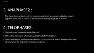 11/20/2024
18
3. ANAPHASE2 :
• The sister chromatids of each chromosome are finally separated and pulled toward
opposite poles. This is similar to what happens during anaphase of mitosis.
4. TELOPHASE2 :
• Chromatids reach opposite poles of the cell.
• The nuclear membrane reforms around each set of chromosomes.
• Cytokinesis occurs, splitting the two cells into four non-identical haploid daughter cells, each
containing half the original chromosome number (n).
 