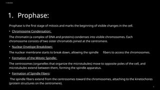 11/20/2024
6
1. Prophase:
Prophase is the first stage of mitosis and marks the beginning of visible changes in the cell.
• Chromosome Condensation:
The chromatin (a complex of DNA and proteins) condenses into visible chromosomes. Each
chromosome consists of two sister chromatids joined at the centromere.
• Nuclear Envelope Breakdown:
The nuclear membrane starts to break down, allowing the spindle fibers to access the chromosomes.
• Formation of the Mitotic Spindle:
The centrosomes (organelles that organize the microtubules) move to opposite poles of the cell, and
microtubules extend between them, forming the spindle apparatus.
• Formation of Spindle Fibers:
The spindle fibers extend from the centrosomes toward the chromosomes, attaching to the kinetochores
(protein structures on the centromere).
 