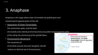 11/20/2024
8
3. Anaphase
Anaphase is the stage where sister chromatids are pulled apart and
moved toward opposite poles of the cell.
• Separation of Sister Chromatids:
The centromere splits, and the sister
chromatids (now individual chromosomes) are pulled toward opposite poles
of the cell by the shortening of the spindle fibers.
• Chromosome Movement:
The movement of
chromatids ensures that each daughter cell will
receive an identical set of chromosomes.
 
