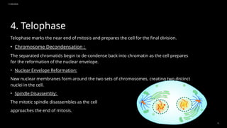 11/20/2024
9
4. Telophase
Telophase marks the near end of mitosis and prepares the cell for the final division.
• Chromosome Decondensation :
The separated chromatids begin to de-condense back into chromatin as the cell prepares
for the reformation of the nuclear envelope.
• Nuclear Envelope Reformation:
New nuclear membranes form around the two sets of chromosomes, creating two distinct
nuclei in the cell.
• Spindle Disassembly:
The mitotic spindle disassembles as the cell
approaches the end of mitosis.
 