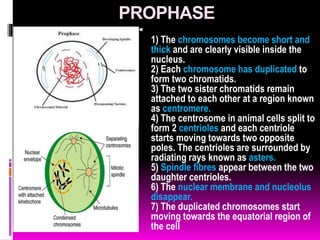cell division class 10.pptx