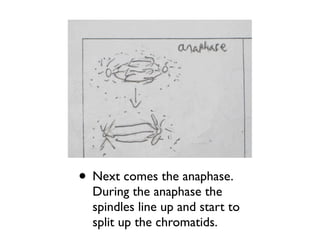 • Next comes the anaphase.
  During the anaphase the
  spindles line up and start to
  split up the chromatids.
 