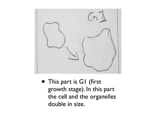 • This part is G1 (ﬁrst
  growth stage). In this part
  the cell and the organelles
  double in size.
 