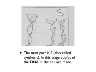 • The next part is S (also called
  synthesis). In this stage copies of
  the DNA in the cell are made.
 
