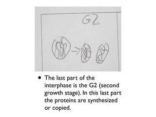• The last part of the
  interphase is the G2 (second
  growth stage). In this last part
  the proteins are synthesized
  or copied.
 