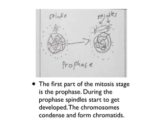 • The ﬁrst part of the mitosis stage
  is the prophase. During the
  prophase spindles start to get
  developed. The chromosomes
  condense and form chromatids.
 