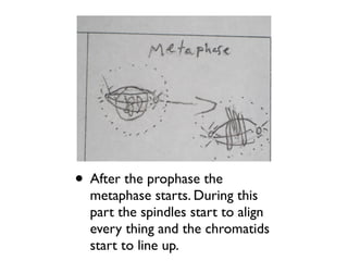 • After the prophase the
  metaphase starts. During this
  part the spindles start to align
  every thing and the chromatids
  start to line up.
 