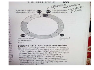 Cell division cycle in yeast | PPTX