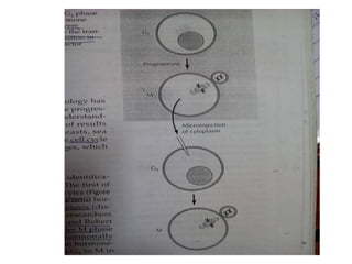 Cell division cycle in yeast | PPTX