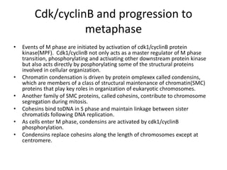 Cell division cycle in yeast | PPTX