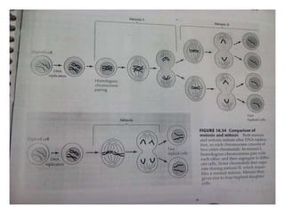 Cell division cycle in yeast | PPTX