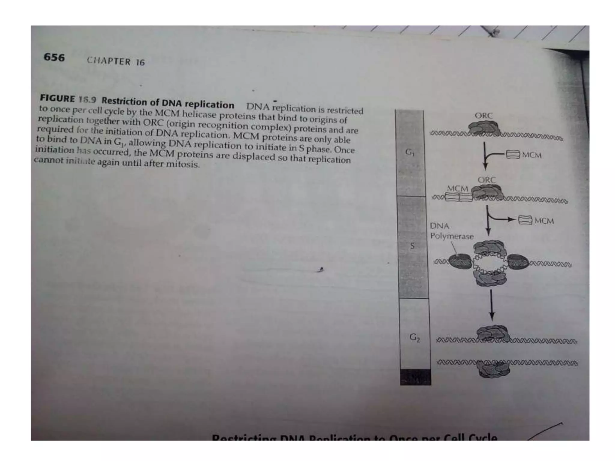 Cell cycle checkpoints in yeast PPT