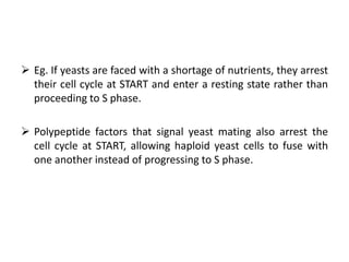 Cell cycle checkpoints in yeast | PPTX
