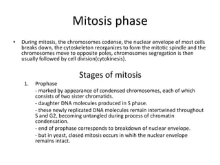 Cell cycle checkpoints in yeast | PPTX
