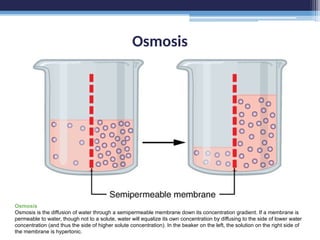 Osmosis
Osmosis
Osmosis is the diffusion of water through a semipermeable membrane down its concentration gradient. If a membrane is
permeable to water, though not to a solute, water will equalize its own concentration by diffusing to the side of lower water
concentration (and thus the side of higher solute concentration). In the beaker on the left, the solution on the right side of
the membrane is hypertonic.
 