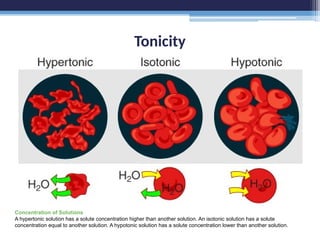 Tonicity
Concentration of Solutions
A hypertonic solution has a solute concentration higher than another solution. An isotonic solution has a solute
concentration equal to another solution. A hypotonic solution has a solute concentration lower than another solution.
 