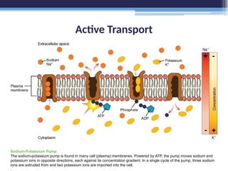 Active Transport
Sodium-Potassium Pump
The sodium-potassium pump is found in many cell (plasma) membranes. Powered by ATP, the pump moves sodium and
potassium ions in opposite directions, each against its concentration gradient. In a single cycle of the pump, three sodium
ions are extruded from and two potassium ions are imported into the cell.
.
 