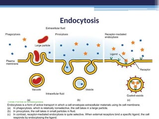 Endocytosis
Three Forms of Endocytosis
Endocytosis is a form of active transport in which a cell envelopes extracellular materials using its cell membrane.
(a) In phagocytosis, which is relatively nonselective, the cell takes in a large particle.
(b) In pinocytosis, the cell takes in small particles in fluid.
(c) In contrast, receptor-mediated endocytosis is quite selective. When external receptors bind a specific ligand, the cell
responds by endocytosing the ligand.
 