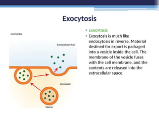 Exocytosis
• Exocytosis
• Exocytosis is much like
endocytosis in reverse. Material
destined for export is packaged
into a vesicle inside the cell. The
membrane of the vesicle fuses
with the cell membrane, and the
contents are released into the
extracellular space.
 