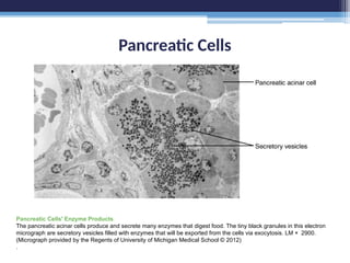 Pancreatic Cells
Pancreatic Cells' Enzyme Products
The pancreatic acinar cells produce and secrete many enzymes that digest food. The tiny black granules in this electron
micrograph are secretory vesicles filled with enzymes that will be exported from the cells via exocytosis. LM × 2900.
(Micrograph provided by the Regents of University of Michigan Medical School © 2012)
.
 