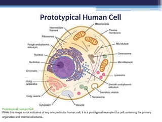 Prototypical Human Cell
Prototypical Human Cell
While this image is not indicative of any one particular human cell, it is a prototypical example of a cell containing the primary
organelles and internal structures.
 