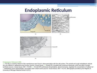 Endoplasmic Reticulum
Endoplasmic Reticulum (ER)
(a) The ER is a winding network of thin membranous sacs found in close association with the cell nucleus. The smooth and rough endoplasmic reticula
are very different in appearance and function (source: mouse tissue). (b) Rough ER is studded with numerous ribosomes, which are sites of protein
synthesis (source: mouse tissue). EM × 110,000. (c) Smooth ER synthesizes phospholipids, steroid hormones, regulates the concentration of cellular Ca+
+
, metabolizes some carbohydrates, and breaks down certain toxins (source: mouse tissue). EM × 110,510. (Micrographs provided by the Regents of
University of Michigan Medical School © 2012)
 