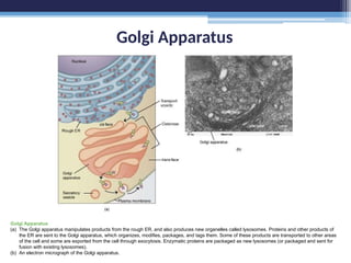 Golgi Apparatus
Golgi Apparatus
(a) The Golgi apparatus manipulates products from the rough ER, and also produces new organelles called lysosomes. Proteins and other products of
the ER are sent to the Golgi apparatus, which organizes, modifies, packages, and tags them. Some of these products are transported to other areas
of the cell and some are exported from the cell through exocytosis. Enzymatic proteins are packaged as new lysosomes (or packaged and sent for
fusion with existing lysosomes).
(b) An electron micrograph of the Golgi apparatus.
 