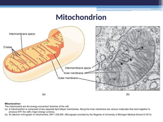 Mitochondrion
Mitochondrion
The mitochondria are the energy-conversion factories of the cell.
(a) A mitochondrion is composed of two separate lipid bilayer membranes. Along the inner membrane are various molecules that work together to
produce ATP, the cell’s major energy currency.
(b) An electron micrograph of mitochondria. EM × 236,000. (Micrograph provided by the Regents of University of Michigan Medical School © 2012)
 