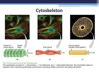 Cytoskeleton
The Three Components of the Cytoskeleton
The cytoskeleton consists of (a) microtubules, (b) microfilaments, and (c) intermediate filaments. The cytoskeleton plays an
important role in maintaining cell shape and structure, promoting cellular movement, and aiding cell division.
 
