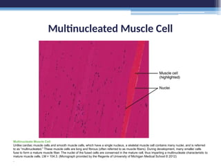 Multinucleated Muscle Cell
Multinucleate Muscle Cell
Unlike cardiac muscle cells and smooth muscle cells, which have a single nucleus, a skeletal muscle cell contains many nuclei, and is referred
to as “multinucleated.” These muscle cells are long and fibrous (often referred to as muscle fibers). During development, many smaller cells
fuse to form a mature muscle fiber. The nuclei of the fused cells are conserved in the mature cell, thus imparting a multinucleate characteristic to
mature muscle cells. LM × 104.3. (Micrograph provided by the Regents of University of Michigan Medical School © 2012)
.
 