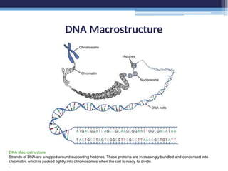 DNA Macrostructure
DNA Macrostructure
Strands of DNA are wrapped around supporting histones. These proteins are increasingly bundled and condensed into
chromatin, which is packed tightly into chromosomes when the cell is ready to divide.
.
 