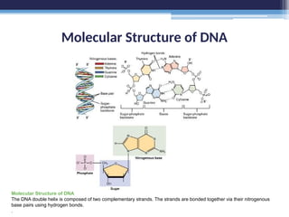 Molecular Structure of DNA
Molecular Structure of DNA
The DNA double helix is composed of two complementary strands. The strands are bonded together via their nitrogenous
base pairs using hydrogen bonds.
.
 