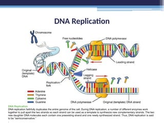 DNA Replication
DNA Replication
DNA replication faithfully duplicates the entire genome of the cell. During DNA replication, a number of different enzymes work
together to pull apart the two strands so each strand can be used as a template to synthesize new complementary strands. The two
new daughter DNA molecules each contain one preexisting strand and one newly synthesized strand. Thus, DNA replication is said
to be “semiconservative.”
.
 