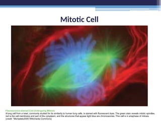 Mitotic Cell
Flourescence-stained Cell Undergoing Mitosis
A lung cell from a newt, commonly studied for its similarity to human lung cells, is stained with fluorescent dyes. The green stain reveals mitotic spindles,
red is the cell membrane and part of the cytoplasm, and the structures that appear light blue are chromosomes. This cell is in anaphase of mitosis.
(credit: “Mortadelo2005”/Wikimedia Commons)
 