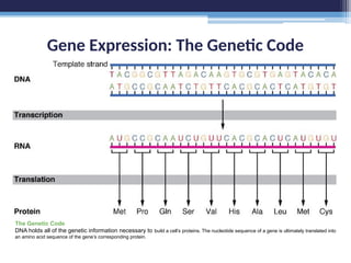 Gene Expression: The Genetic Code
The Genetic Code
DNA holds all of the genetic information necessary to build a cell’s proteins. The nucleotide sequence of a gene is ultimately translated into
an amino acid sequence of the gene’s corresponding protein.
 