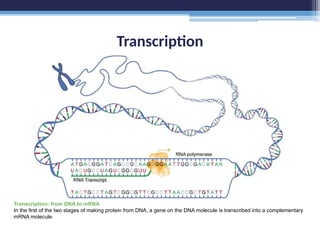 Transcription
Transcription: from DNA to mRNA
In the first of the two stages of making protein from DNA, a gene on the DNA molecule is transcribed into a complementary
mRNA molecule.
 