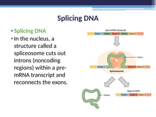 Splicing DNA
•Splicing DNA
•In the nucleus, a
structure called a
spliceosome cuts out
introns (noncoding
regions) within a pre-
mRNA transcript and
reconnects the exons.
 