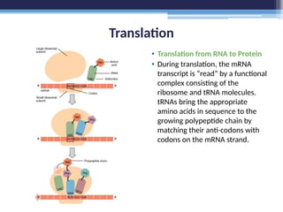 Translation
• Translation from RNA to Protein
• During translation, the mRNA
transcript is “read” by a functional
complex consisting of the
ribosome and tRNA molecules.
tRNAs bring the appropriate
amino acids in sequence to the
growing polypeptide chain by
matching their anti-codons with
codons on the mRNA strand.
 