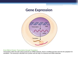 Gene Expression
From DNA to Protein: Transcription through Translation
Transcription within the cell nucleus produces an mRNA molecule, which is modified and then sent into the cytoplasm for
translation. The transcript is decoded into a protein with the help of a ribosome and tRNA molecules.
 