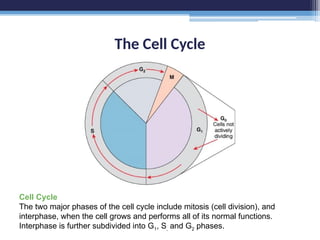The Cell Cycle
Cell Cycle
The two major phases of the cell cycle include mitosis (cell division), and
interphase, when the cell grows and performs all of its normal functions.
Interphase is further subdivided into G1, S, and G2 phases.
 