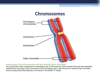Chromosomes
A Homologous Pair of Chromosomes with their Attached Sister Chromatids
The red and blue colors correspond to a homologous pair of chromosomes. Each member of the pair was separately
inherited from one parent. Each chromosome in the homologous pair is also bound to an identical sister chromatid,
which is produced by DNA replication, and results in the familiar “X” shape.
 