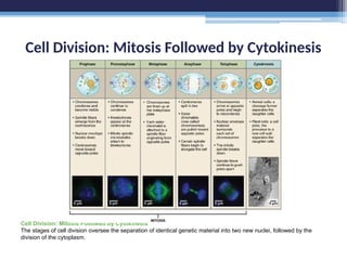 Cell Division: Mitosis Followed by Cytokinesis
Cell Division: Mitosis Followed by Cytokinesis
The stages of cell division oversee the separation of identical genetic material into two new nuclei, followed by the
division of the cytoplasm.
 