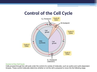 Control of the Cell Cycle
Control of the Cell Cycle
Cells proceed through the cell cycle under the control of a variety of molecules, such as cyclins and cyclin-dependent
kinases. These control molecules determine whether or not the cell is prepared to move into the following stage.
 