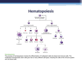 Hematopoiesis
Hematopoiesis
The process of hematopoiesis involves the differentiation of multipotent cells into blood and immune cells. The
multipotent hematopoietic stem cells give rise to many different cell types, including the cells of the immune system
and red blood cells.
 