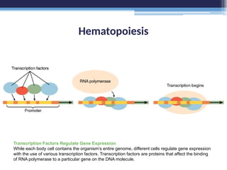 Hematopoiesis
Transcription Factors Regulate Gene Expression
While each body cell contains the organism’s entire genome, different cells regulate gene expression
with the use of various transcription factors. Transcription factors are proteins that affect the binding
of RNA polymerase to a particular gene on the DNA molecule.
 