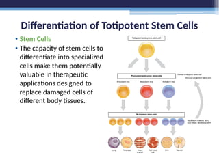 Differentiation of Totipotent Stem Cells
• Stem Cells
• The capacity of stem cells to
differentiate into specialized
cells make them potentially
valuable in therapeutic
applications designed to
replace damaged cells of
different body tissues.
 