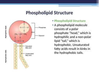 Phospholipid Structure
• Phospholipid Structure
• A phospholipid molecule
consists of a polar
phosphate “head,” which is
hydrophilic and a non-polar
lipid “tail,” which is
hydrophobic. Unsaturated
fatty acids result in kinks in
the hydrophobic tails.
 