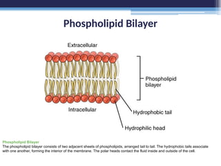 Phospholipid Bilayer
Phospholipid Bilayer
The phospholipid bilayer consists of two adjacent sheets of phospholipids, arranged tail to tail. The hydrophobic tails associate
with one another, forming the interior of the membrane. The polar heads contact the fluid inside and outside of the cell.
 