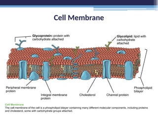 Cell Membrane
Cell Membrane
The cell membrane of the cell is a phospholipid bilayer containing many different molecular components, including proteins
and cholesterol, some with carbohydrate groups attached.
 